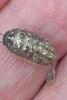 Armadillidium vulgare